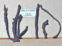 Xylaria enterogena