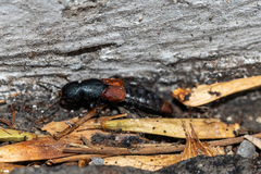 Platydracus phoenicurus