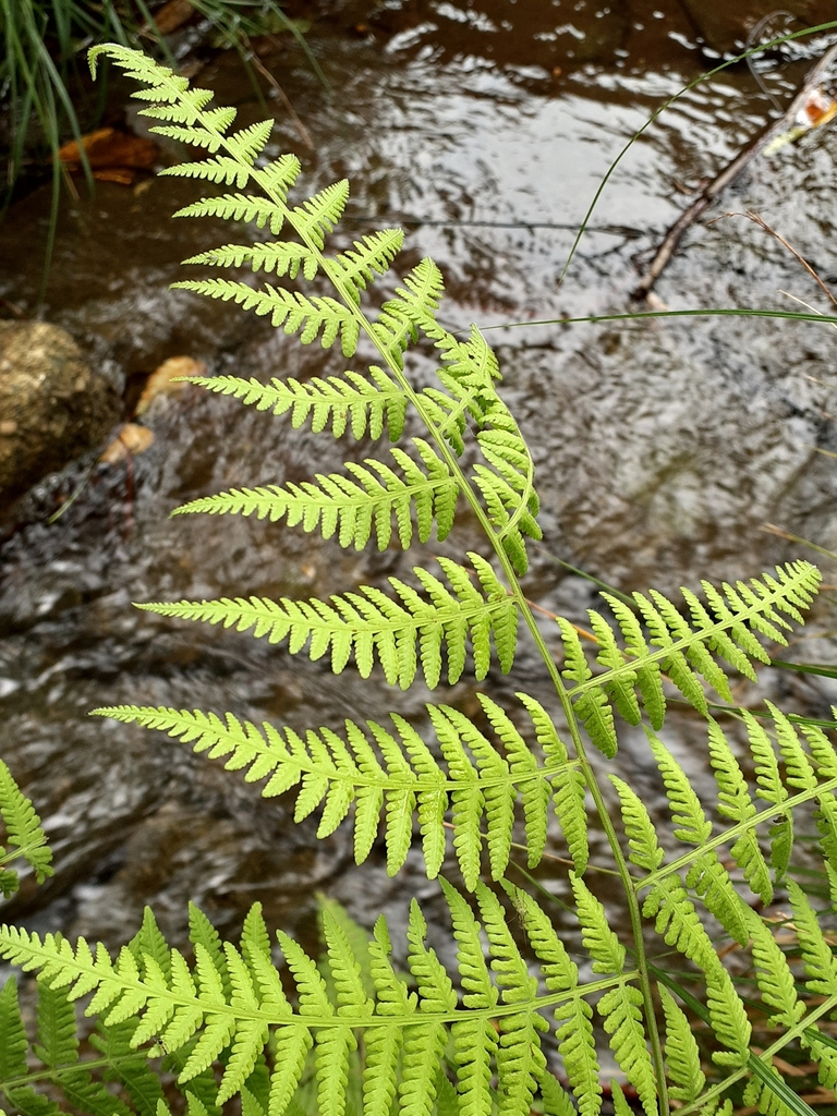Mariana Maiden Fern from 154-0012, Japan on June 22, 2022 at 10:54 AM