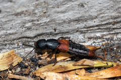 Platydracus phoenicurus