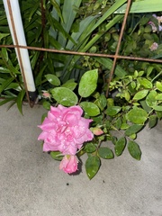 Rosa