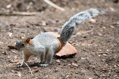 Sciurus aureogaster