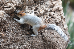 Sciurus aureogaster
