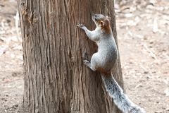 Sciurus aureogaster