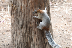Sciurus aureogaster