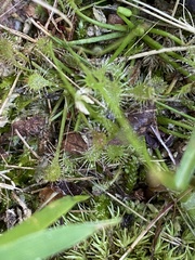 Drosera intermedia