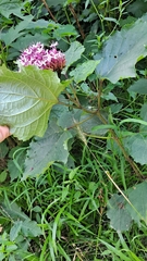 Clerodendrum bungei