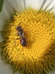 Nomada erigeronis