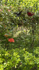 Papilio memnon