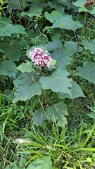 Clerodendrum bungei