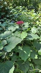Clerodendrum bungei
