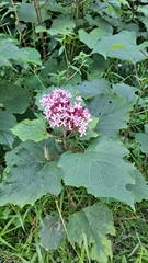 Clerodendrum bungei