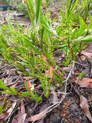 Adenanthos barbiger