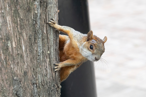 Mexican Gray Squirrel