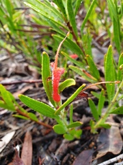 Adenanthos barbiger