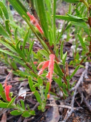 Adenanthos barbiger