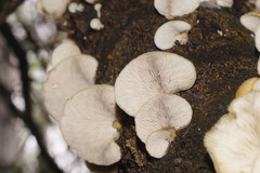 Crepidotus nephrodes