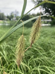 Carex paleacea