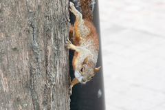 Sciurus aureogaster
