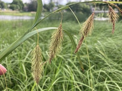 Carex paleacea