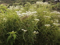 Austroeupatorium