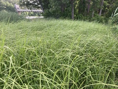 Carex paleacea