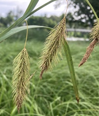 Carex paleacea