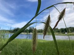 Carex paleacea