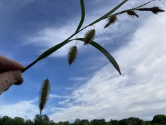 Carex paleacea