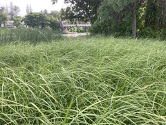 Carex paleacea