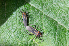 Stenomacra marginella