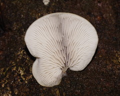 Crepidotus nephrodes