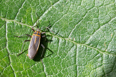 Stenomacra marginella