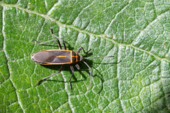 Stenomacra marginella