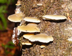 Crepidotus nephrodes
