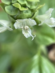 Basilicum