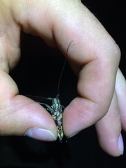 Monochamus marmorator