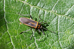 Stenomacra marginella