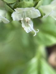 Basilicum