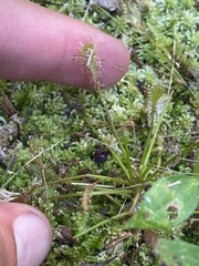 Drosera intermedia