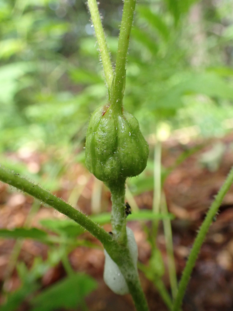 thimbleberry gallmaker from Ontonagon County, MI, USA on June 21, 2022