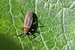 Stenomacra marginella