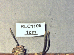 Xylaria schweinitzii