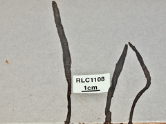 Xylaria scruposa