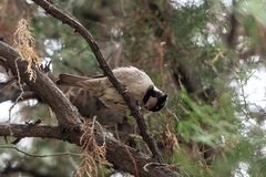 Passer domesticus