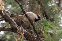 Passer domesticus