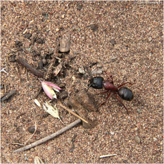 Camponotus maritimus