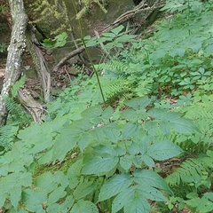 Astilbe biternata