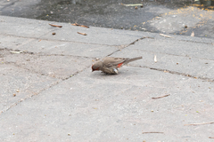 Haemorhous mexicanus