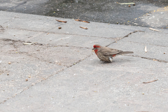 Haemorhous mexicanus